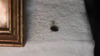 Ara&ntilde;a de pared (Oecobius navus) intentando capturar presa