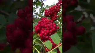 Рябинка #music #cover #newsong #love #live #природа #natureenthusiast #лето