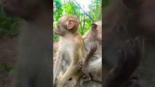 #cambodiavillage #monkey #relax #cute #monkylifeinnatural #monkeyspecies