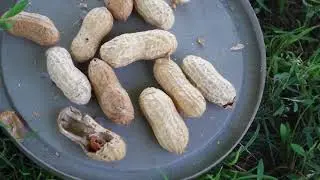 Chipmunk Antics 2018