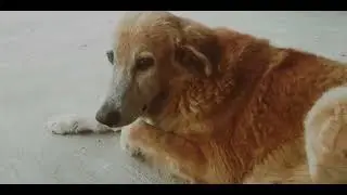 Adorable Dog Video