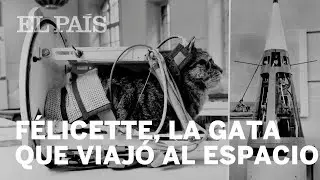 F&Eacute;LICETTE | La gata que viaj&oacute; al espacio hace 55 a&ntilde;os