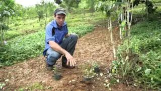 Manejo de Malezas en el Cafetal Orgánico: UPR-Utua