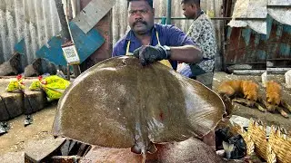 KASIMEDU 🔥 SPEED SELVAM | STRINGRAY FISH 🐟 MASS CUTTING | 4K VIDEO | N M FISH CUTTING 🔪