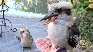 Very Growly Wild Kookaburras!