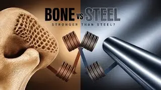 Bone vs. Steel: Uncovering the Strength of the Human Skeleton