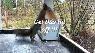 Hungry Squirrel Attacking The Nutbox