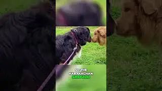 Karakachan VS Bulgarian Shepherd: What&rsquo;s the Difference?