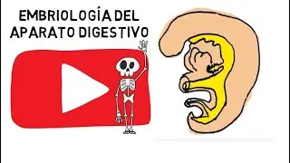 ✅ Embriología del Aparato Digestivo (video con audio mejorado en descripción del video)