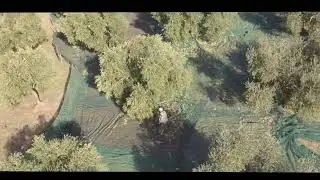 Mantenera Oltre il bosco: Un uliveto secolare con una vista incredibile