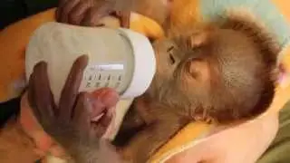 Baby Orang-Utan Rieke trinkt aus dem Fl&auml;schchen