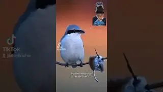 Птица-мясник