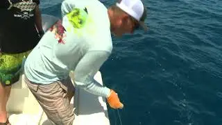 SUPER GROUPER BATTLE ROBERT ARRINGTON BATTLES 400 POUND GOLIATH GROUPER BY HAND IN THE PALM BEACHES