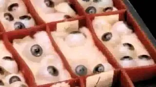 Blaschka Eyes