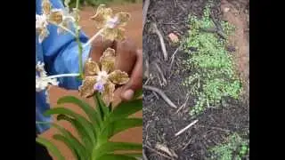 Medicinal Orchid based Formulations for Delirium: Pankaj Oudhia's Medicinal Plant Database