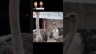 Ostrich farm - ostrich egg _ pet professionals