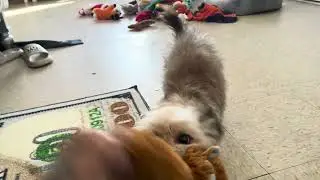 Hunter the tiger 🐅 almost bit me #hunterlife#dog#dogslife#dogsofyoutube