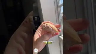 Meet the gorgeous albino stinkpot musk turtle,  one of very few in the world! 😍🐢