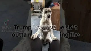 Homie was baffled😂 #trump #debate #politics #america #donaldtrump #dog #pets #dogs #funny #2024