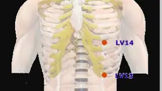 BACK - Shu & Front  - Mu Acupuncture Points