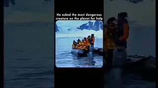 penguin asking help from human #penguin #penguins #penguinvideo #phonkmusic #fisherman #rescueanimal