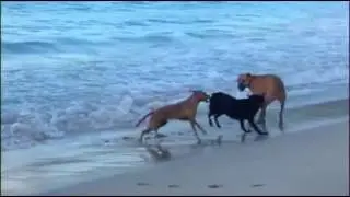 Dogs and Cats of Antigua Fostering dogs