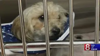 Community helps pay for surgery of dog thrown from moving vehicle in Avon