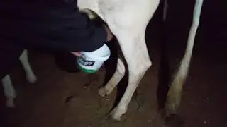 طريقه حلب البقره 🐄😂