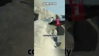 Polar bears drinking Coke#shorts   #funnyshorts  #comdy  #lol