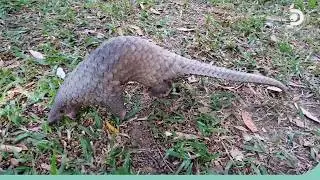 COVID-19: How does it relate to wildlife?