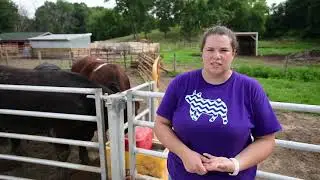 Livestock auction moves online