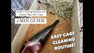 3-min Guide: Daily C&C Cage Cleaning Routine for Guinea Pigs - EASY-TO-DO!