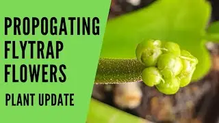 Propogating Venus Flytap Flowers | Don't throw the flower stalk away!