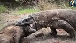 When Predators Bite Off TOO MUCH: Top 10 Animals That Defy The Food Chain