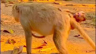 O.M.G.!! Baby Monkey Bean U_nhappy with Young Mum Button Very C-ry Loudly