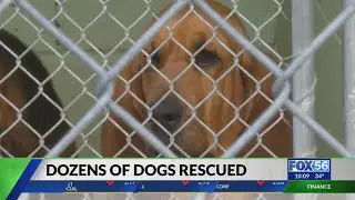 More than 40 dogs rescued from hoarding situation in Montgomery County
