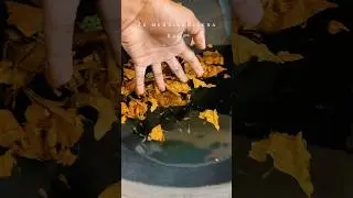 Betta fry growth from fry to adult in 13 seconds #hyderabad #bettabreeding