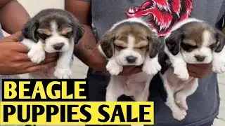 Pune dog market | Pune Dog Kennel - dog Shop | Pune dog sale | Pune dog breeders | Pune Dog Seller |