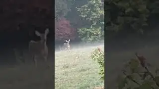 Just seeing a doe makes me happy#hunting #doe
