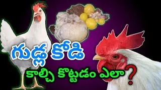 #chicken # గుడ్ల కోడి కాల్చి కొట్టుట ఎలా? #subscribe 