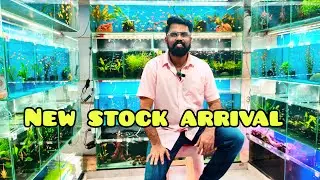 New Fish & Plant Stock Update |Rare Tetras, Barbs, Guppies Aquatic Plants| Fins And Feathers Aquaria