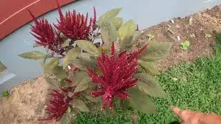JUST A BIT OF MIDSUMMER FUN, HARVESTING AMARANTHUS AND BUNNY TAILS