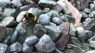 Bufftailed Bumblebee ejecting snail/slug larva from nest