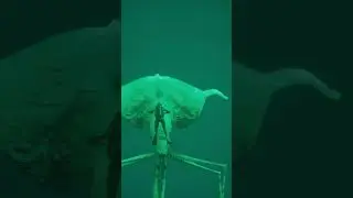 гигантский кальмар и пловец в ребризере