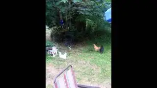 20130721_194525.mp4