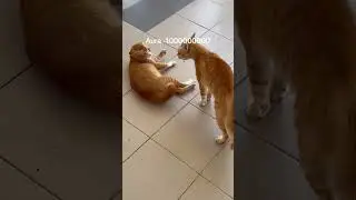 Funny kitten pooping