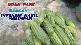 BUAH PARE TETAP BERBUAH LEBAT ‼️DI PERKEBUNAN ATAU DI POLIY BAG