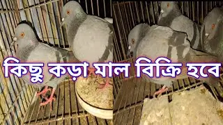 হাই কোয়ালিটি জালালি কবুতর বিক্রি হবে | 01934510549 | Top quality Jalali Kobutor Bikri hoba 