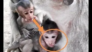 Pity Baby Monkey Lori Need Milk But Never Get From Mom Like Before, One Monkey
