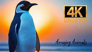 Penguin flightless bird #11 | Amazing Animals 4K | Beautiful music